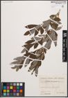 Foto von Salix cinerea L.